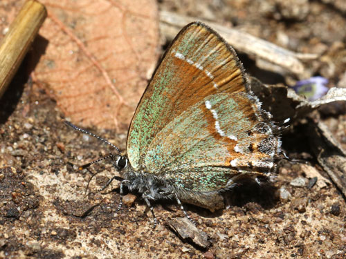 Photo: US-JuniperHairstreak3.jpg