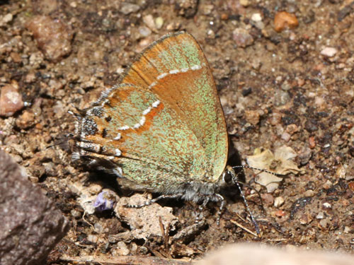 Photo: US-JuniperHairstreak4.jpg