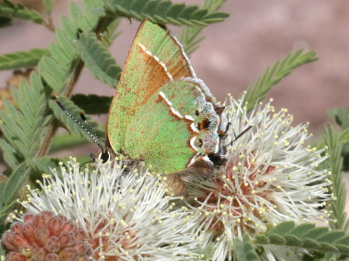 Photo: US-JuniperHairstreak5.jpg