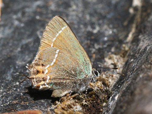 Photo: US-JuniperHairstreak6.jpg