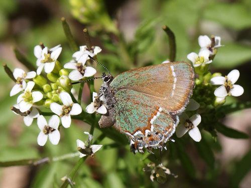 Photo: US-JuniperHairstreak7.jpg