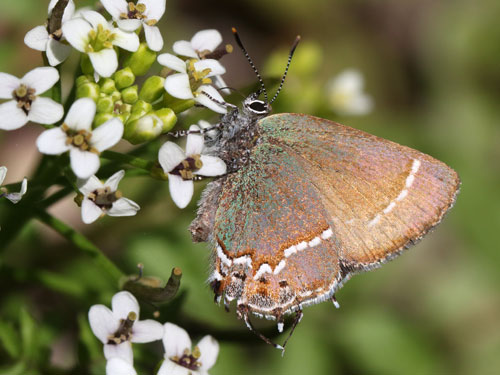 Photo: US-JuniperHairstreak8.jpg