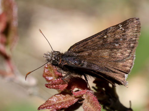 Photo: US-JuvenalsDuskywing10.jpg