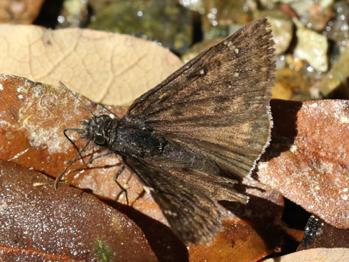 Photo: US-JuvenalsDuskywing8.jpg