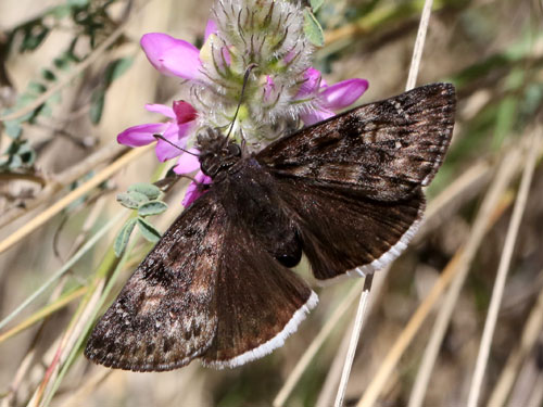 Photo: US-JuvenalsDuskywing9.jpg