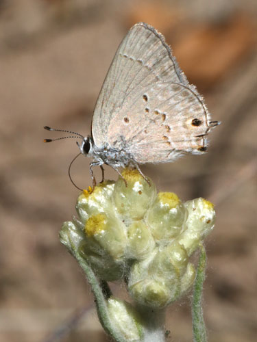 Photo: US-MallowScrubHairstreak1.jpg