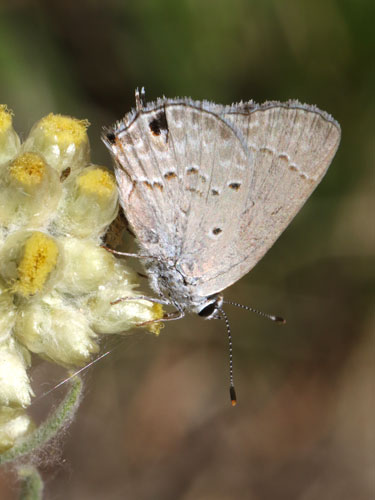 Photo: US-MallowScrubHairstreak3.jpg