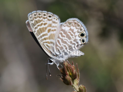 Photo: US-MarineBlue1.jpg