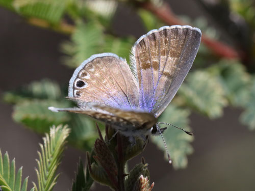 Photo: US-MarineBlue3.jpg