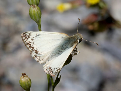 Photo: US-NorthernWhiteSkipper11.jpg