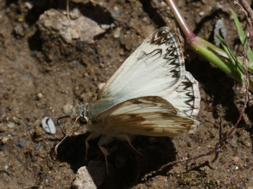 Photo: US-NorthernWhiteSkipper23.jpg