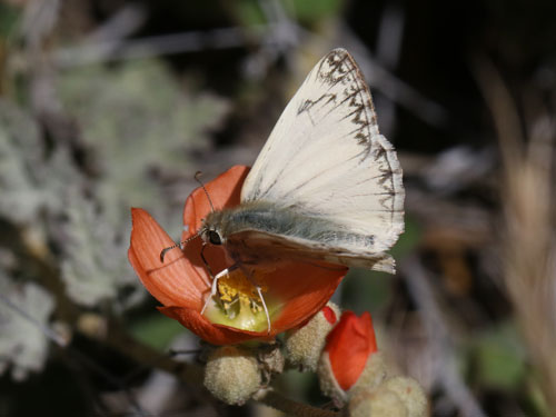 Photo: US-NorthernWhiteSkipper3.jpg