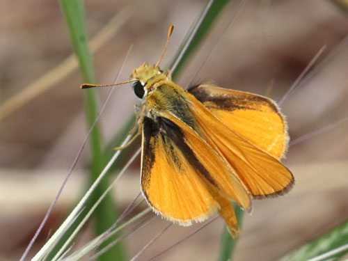 Photo: aurantiaca