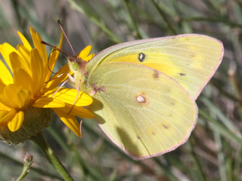 Photo: US-OrangeSulphur1.jpg