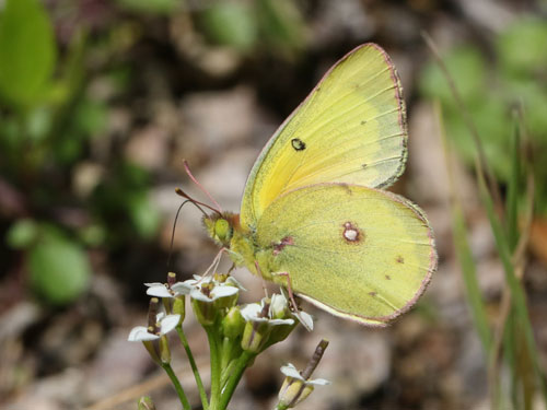 Photo: US-OrangeSulphur2.jpg