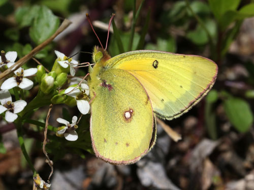 Photo: US-OrangeSulphur3.jpg