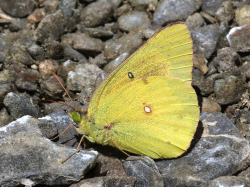 Photo: US-OrangeSulphur4.jpg