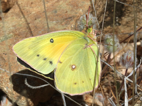 Photo: US-OrangeSulphur5.jpg