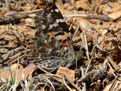 Photo: US-PaintedLady1.jpg