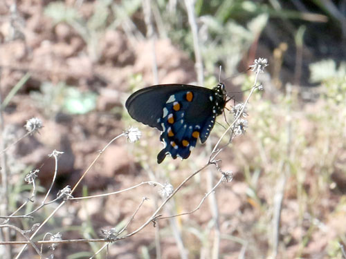 Photo: US-PipevineSwallowtail1.jpg