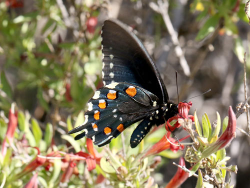 Photo: US-PipevineSwallowtail10.jpg