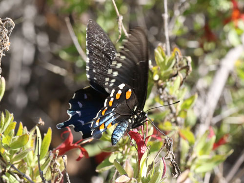 Photo: US-PipevineSwallowtail11.jpg