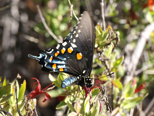 Photo: US-PipevineSwallowtail12.jpg
