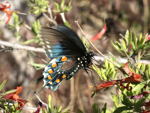 Photo: US-PipevineSwallowtail13.jpg