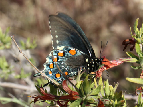 Photo: US-PipevineSwallowtail15.jpg