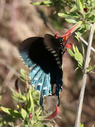 Photo: US-PipevineSwallowtail16.jpg
