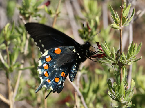 Photo: US-PipevineSwallowtail17.jpg