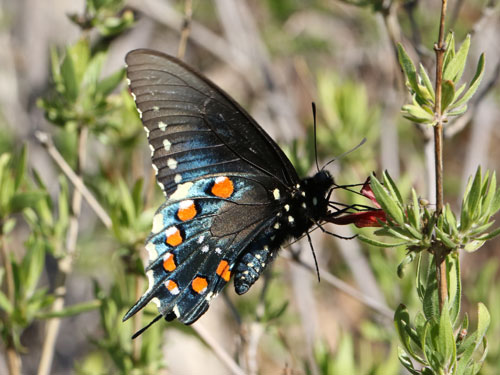 Photo: US-PipevineSwallowtail19.jpg