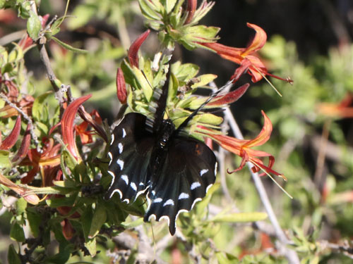 Photo: US-PipevineSwallowtail2.jpg