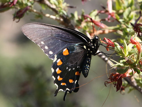 Photo: US-PipevineSwallowtail21.jpg