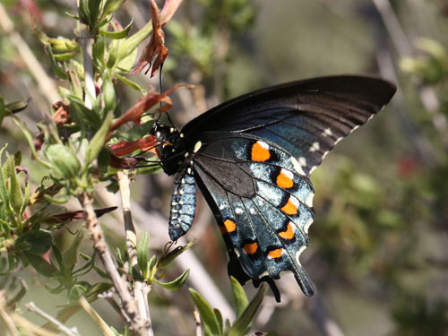 Photo: US-PipevineSwallowtail22.jpg
