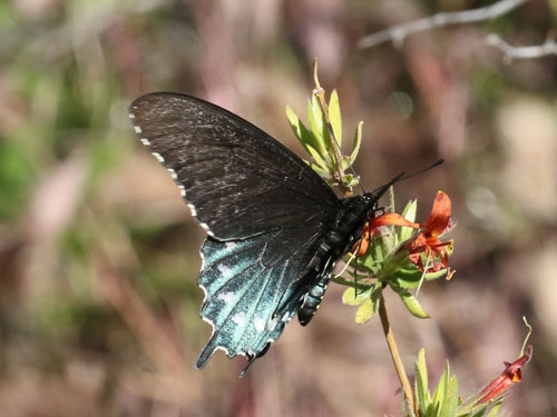 Photo: US-PipevineSwallowtail23.jpg