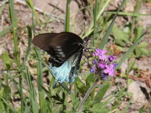 Photo: US-PipevineSwallowtail24.jpg