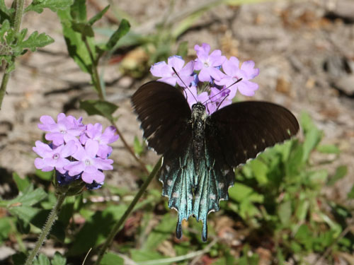 Photo: US-PipevineSwallowtail25.jpg