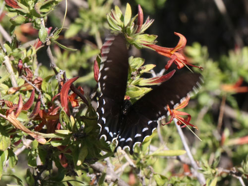 Photo: US-PipevineSwallowtail3.jpg