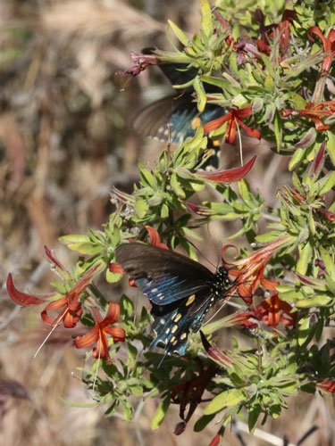 Photo: US-PipevineSwallowtail4.jpg