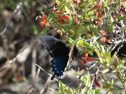 Photo: US-PipevineSwallowtail7.jpg