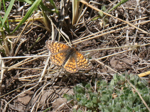 Photo: US-SagebrushCheckerspot1.jpg
