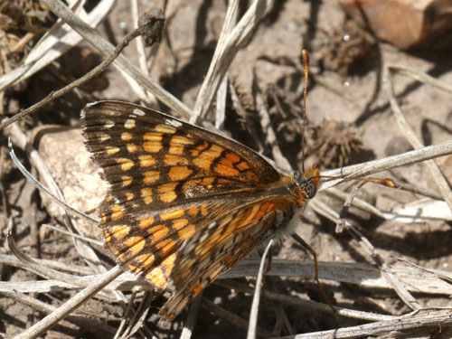 Photo: US-SagebrushCheckerspot2.jpg