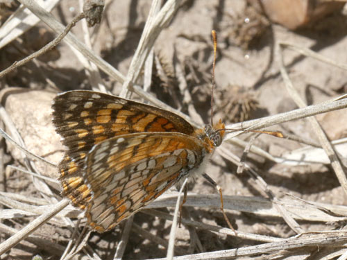 Photo: US-SagebrushCheckerspot3.jpg