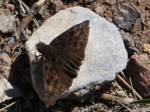 Photo: US-ScuddersDuskywing1.jpg