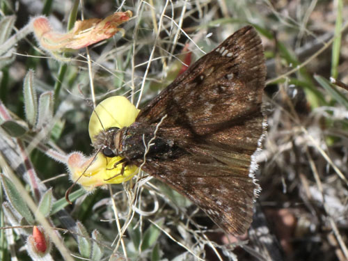 Photo: US-ScuddersDuskywing2.jpg