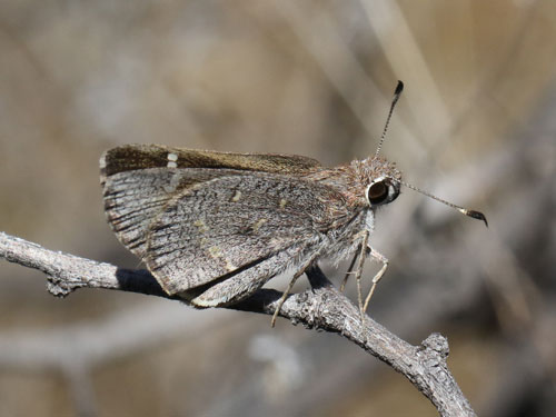 Photo: US-SheepSkipper1.jpg