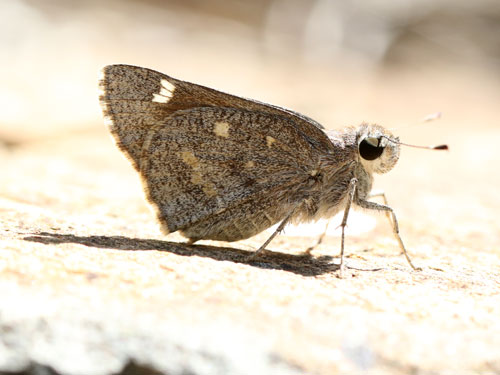 Photo: US-SheepSkipper10.jpg