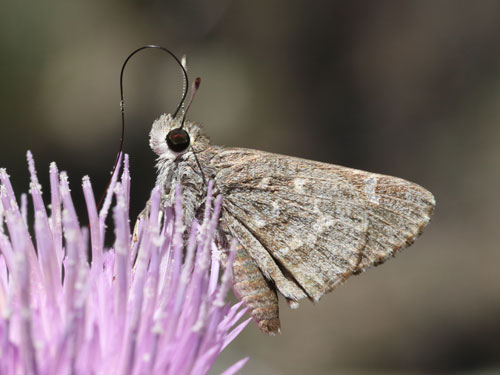 Photo: US-SheepSkipper3.jpg