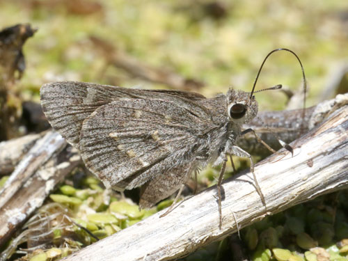 Photo: US-SheepSkipper4.jpg